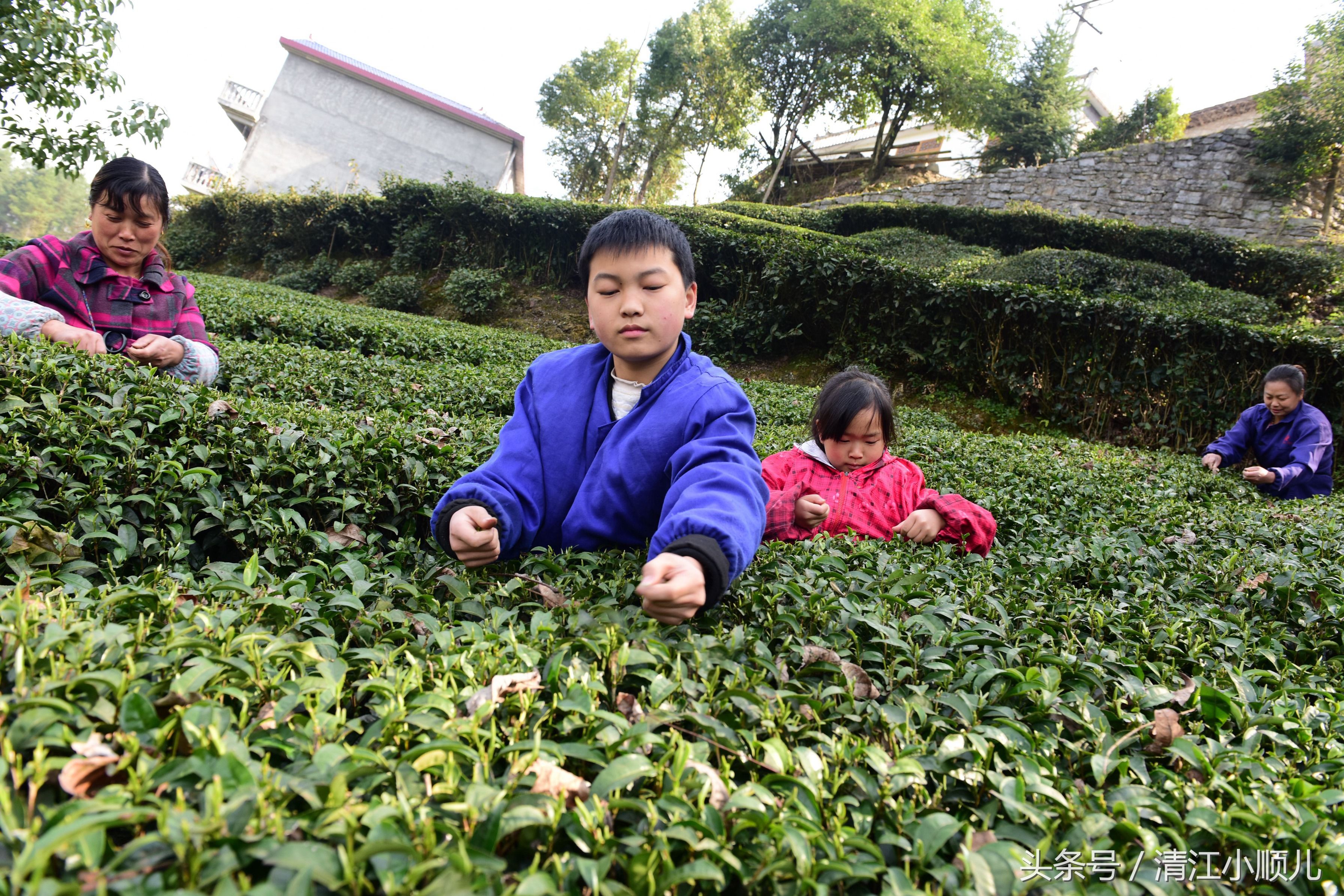 一斤春茶需要采多少芽头?答案让人心酸:真是粒粒皆辛苦