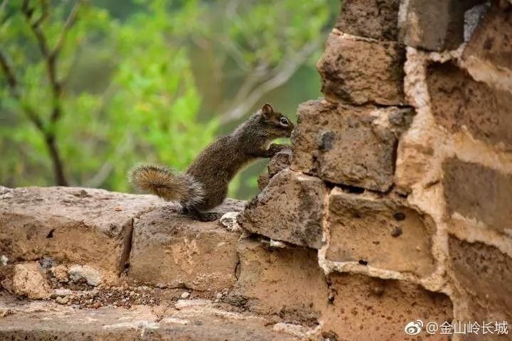 【立夏】风暖昼长，金山岭长城这些你期待的美景正在轮番上映!