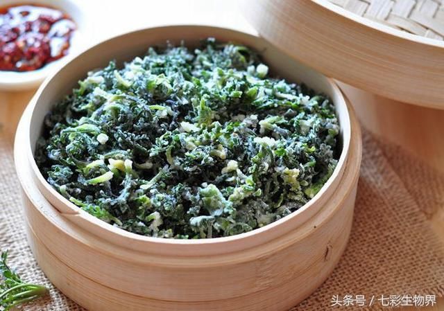 荠菜是先春而萌、返青最早的报春菜荠菜