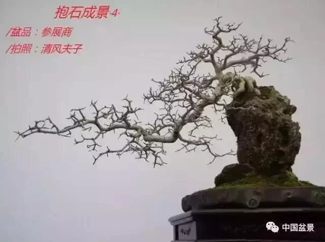欣赏典雅新奇抱石盆景,学习抱石盆景制作技巧 - 武汉老徐 - 武汉老徐的博客 欣赏典雅新奇抱石盆景,学习抱石盆景制作技巧 - 武汉老徐 - 武汉老徐的博客