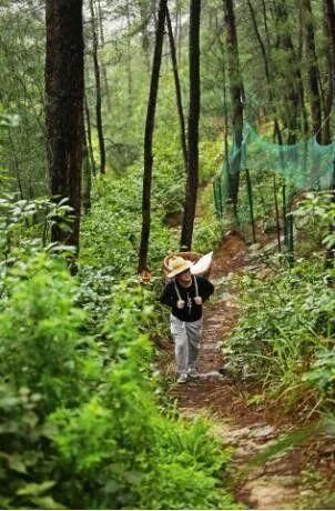 主流媒体看綦江上山养鸡“大叔”：我不只是个养鸡的！