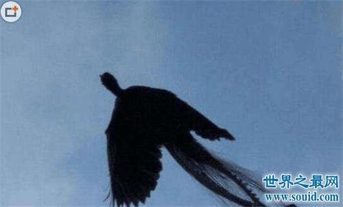 卫星拍到的真龙凤凰,其实只是冰川山脉形状像