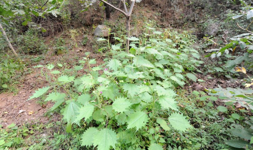 农村这种会”咬人“的草！竟是功效甚好一种药材，你知道吗