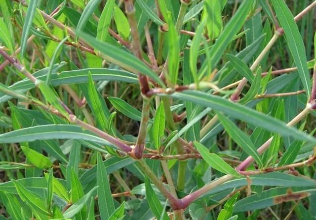 这草酸不溜，农村特常见，小时候当零食解渴，叶和根都是药材