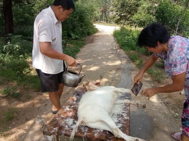 邻居二叔约上了好友一起宰只羊，柴火锅熬出美味的羊肉汤！