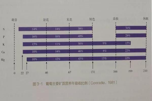 种了那么多年的葡萄，需肥规律你真的了解透了吗？元素需求比