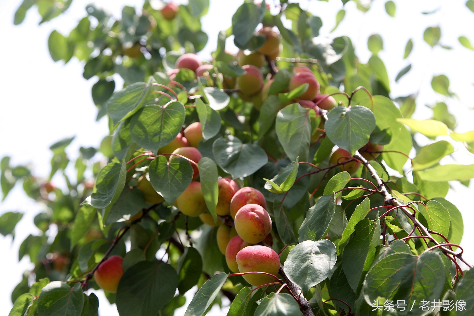 山西临猗大杏成熟,1周时间价格骤降1元1斤,好