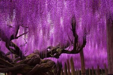 世界最美的9棵树,5棵在美国,只有一棵在中国陕西