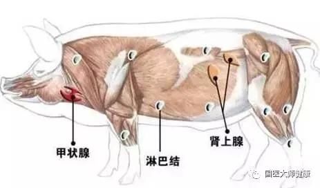 这14种肉最好别吃！尤其是前3种！