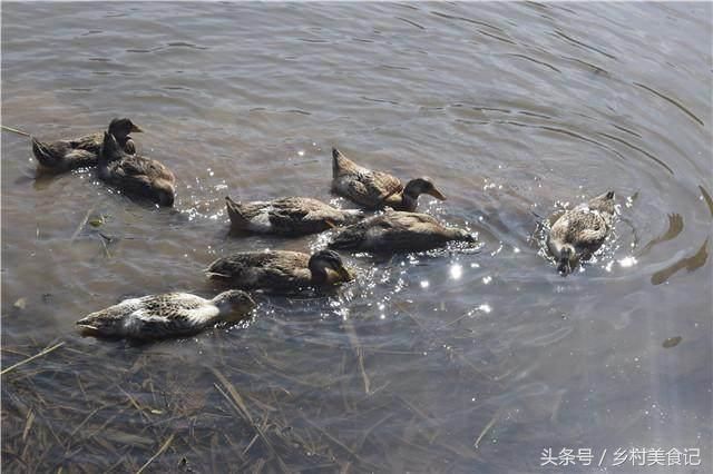 老汉家住深山数十年常有人寻上门，限量优质土鸭先买先得获忠粉