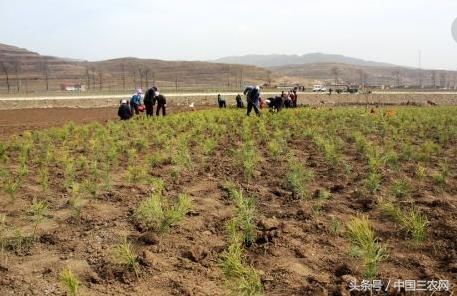 今年只要你是农民就有补贴 规模种植户可最高补200亩？