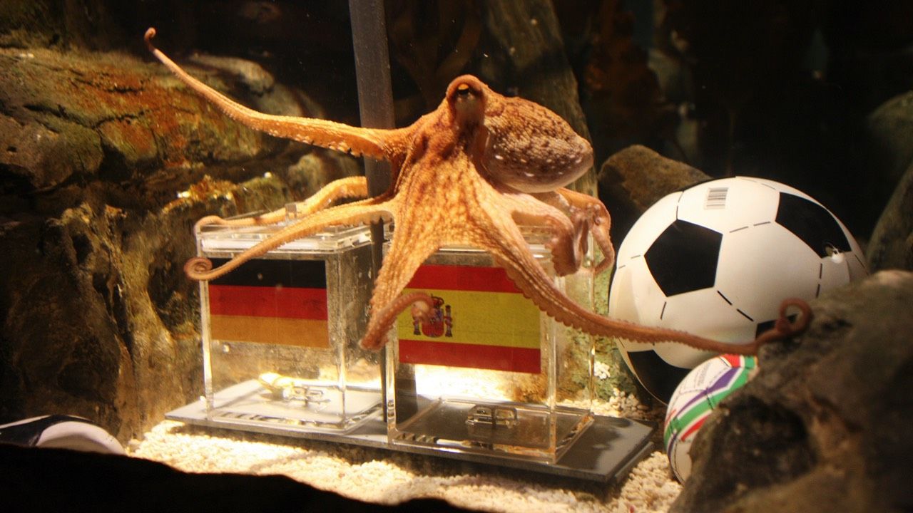 老子宰了你:日本章鱼成功预测世界杯战局被杀