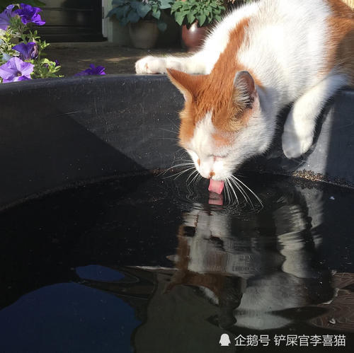 猫咪不爱喝水有这些原因,铲屎官要帮助猫咪养