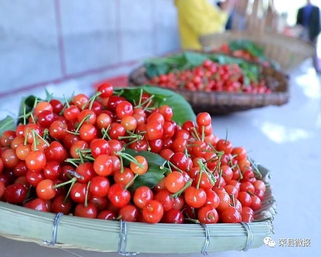 清明小长假,睹花睹人不堵车!赶快约起来荣县乐享田园采摘乐趣!
