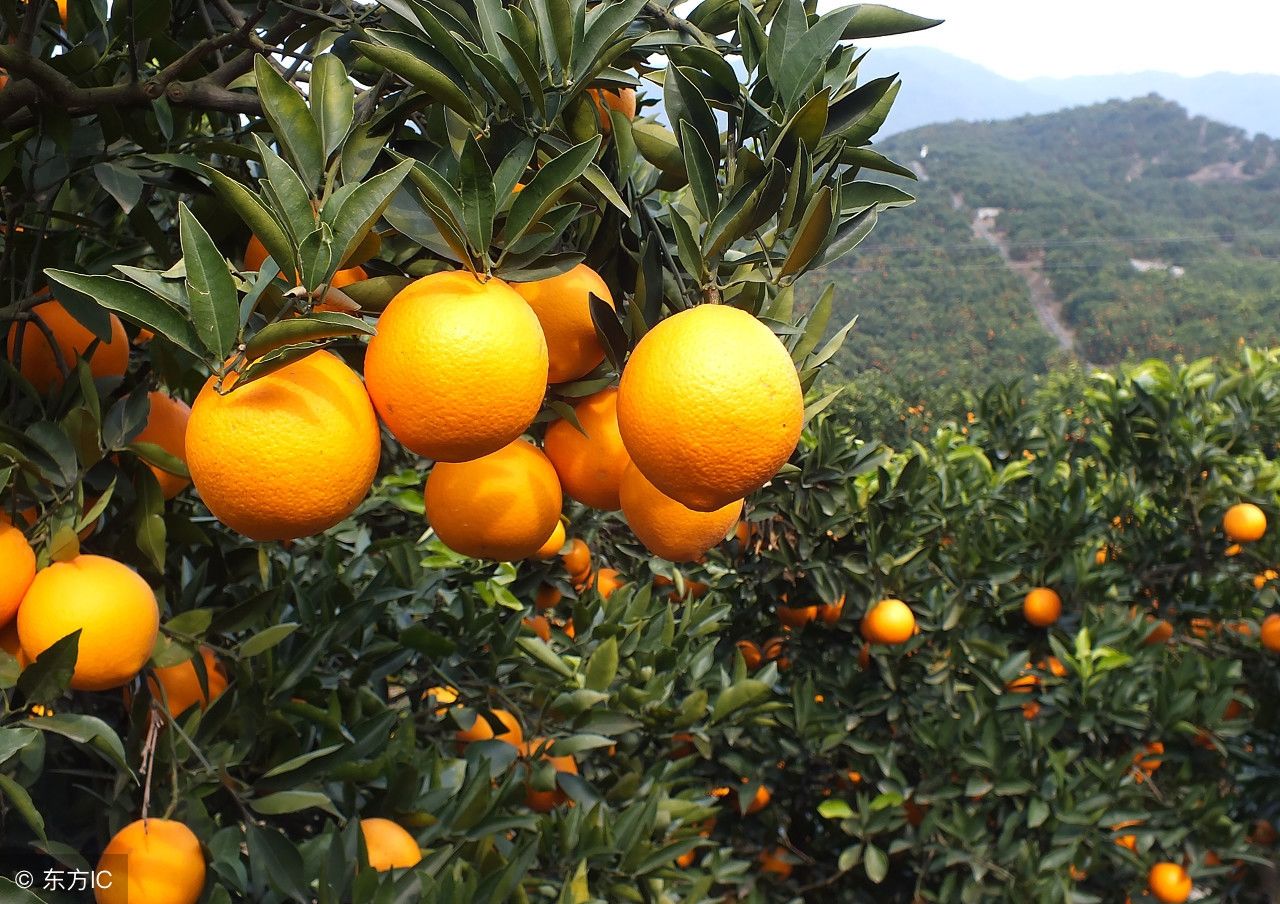 怎样预防柑橘裂果、落果和冻害