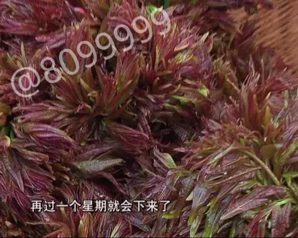 野菜上市成“新宠” 价格“赛过”羊肉