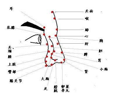 男人此处高挺，说明一生事业旺盛，财源滚滚而来！