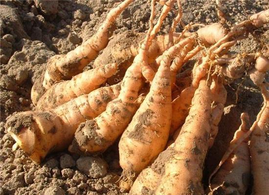 熟地黄的作用和功效是什么意思 t018a7838dc34a732fa.jpg