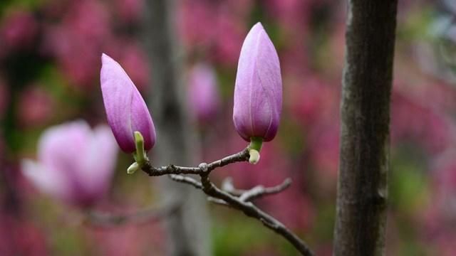辛夷花泡水喝,对身体有3大好处,但这些事项要