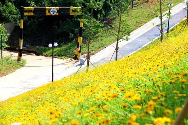 5月,山南景观长廊,一处不容错过的金鸡菊花海!