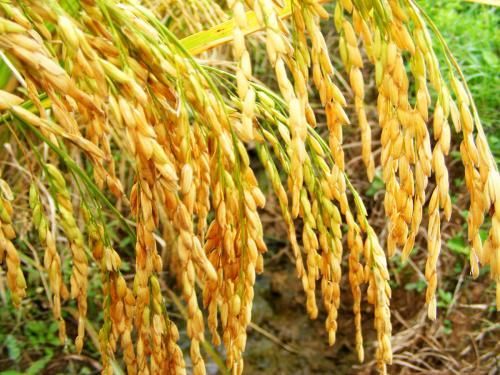 关注稻米供给侧改革：大幅下调稻谷最低收购价只是第一步