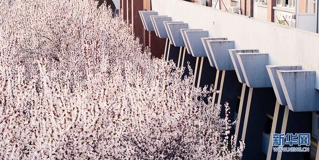 美炸！航拍西安繁花似锦 与春天浪漫邂逅