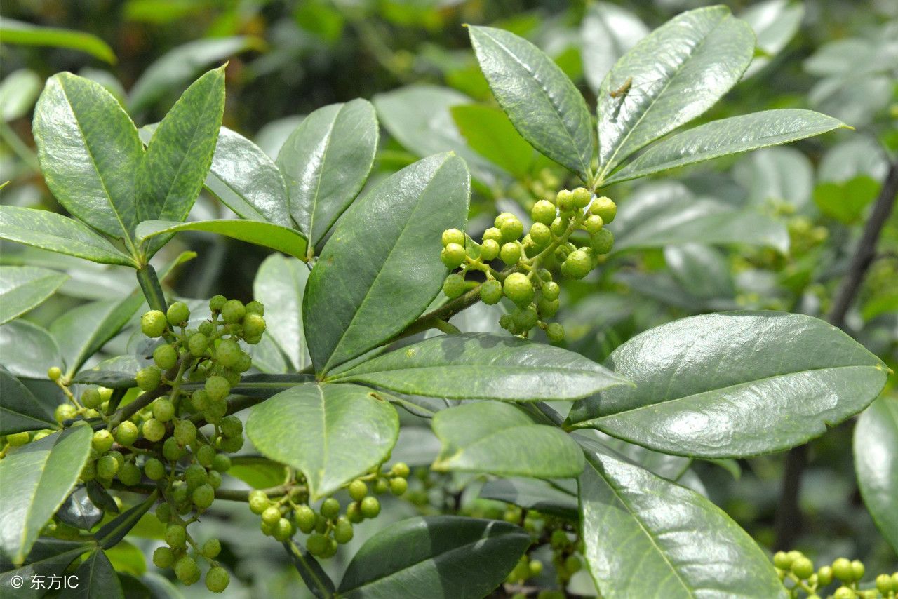 农村花椒树上的花椒叶原来是可以吃的,你知道