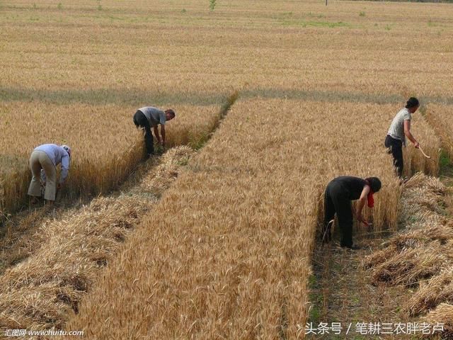 又到一年麦收时!看着这些农村麦收照片，经历过的人不由热泪盈眶