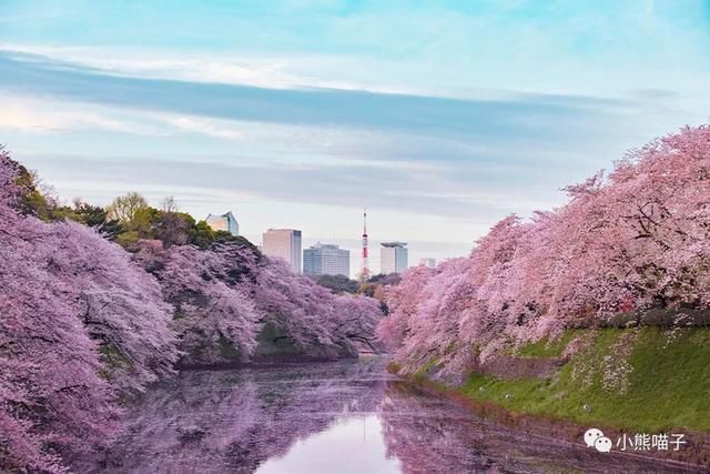 还在烦恼去哪看樱花?你绝对不可错过的9大赏樱圣地!