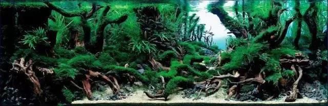 10种鱼缸造景风格分析-水草缸