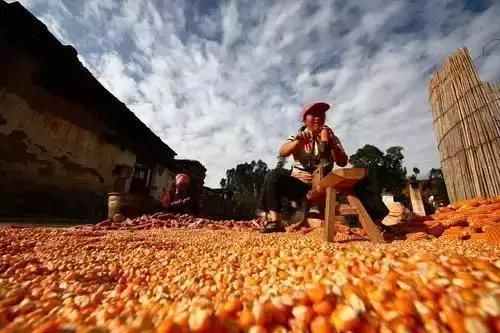 眼下玉米被迷雾笼罩,但不必为粮价心慌