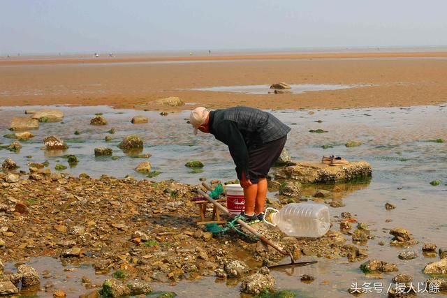 夏天赶海，退潮后海滩上都是海鲜，带你体验捡海鲜的乐趣