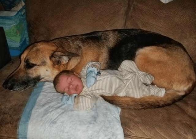 狗狗半夜睡不着觉,跑进宝宝房间里,眼前的景象