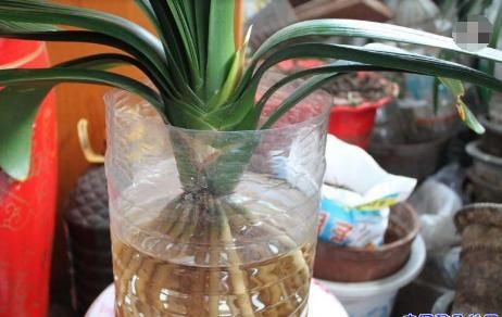 今年流行水培君子兰?做好这几点,君子兰一整年