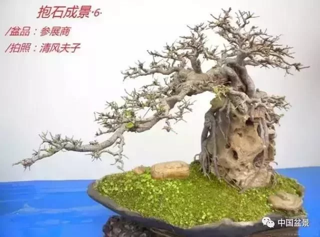欣赏典雅新奇抱石盆景,学习抱石盆景制作技巧 - 武汉老徐 - 武汉老徐的博客 欣赏典雅新奇抱石盆景,学习抱石盆景制作技巧 - 武汉老徐 - 武汉老徐的博客