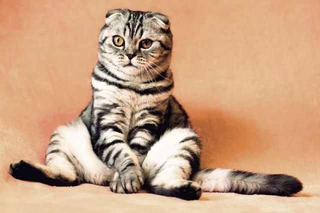 是什么品种的猫