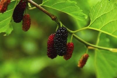 唐三镜杨俊丽:白酒泡桑葚酒制作方法,功效与作用