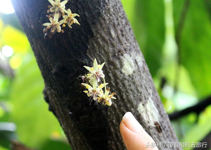 从树上一朵花变成糖果，你知道巧克力是如何制作出来的吗?