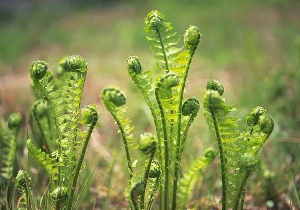 再不吃春天就溜了，这14种野菜你认识几个?