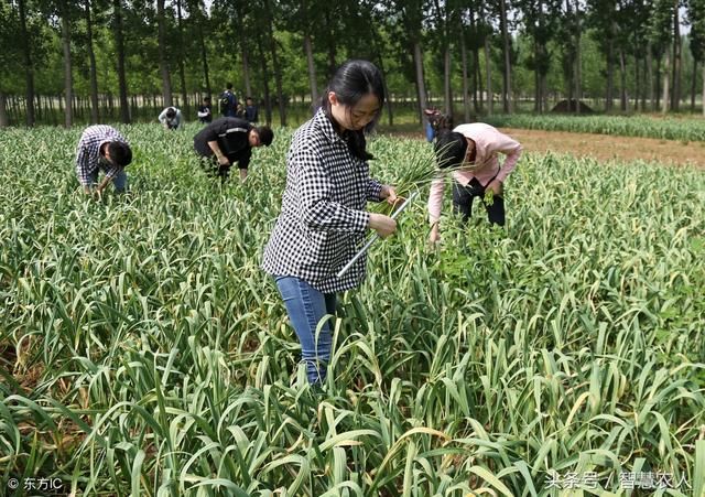 谁说蒜薹滞销无人问？这个地方蒜薹3元一斤客商抢着要，啥原因？