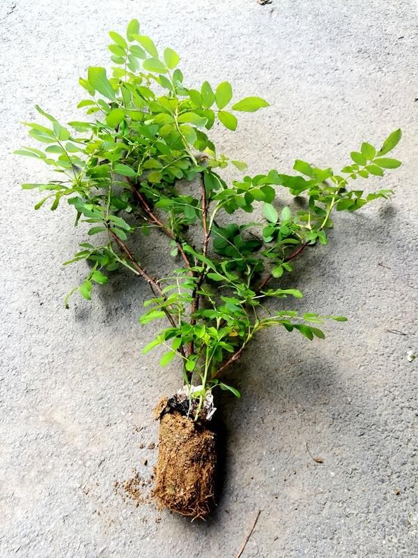 环剥高压繁殖月季,首战告捷!你也可以试试哦~