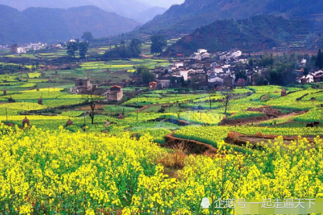 中国最美乡村：江西婺源，这里10万亩油菜花开了，如同天上人间