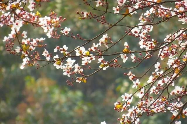 28℃！石家庄将迎来大范围“降雪”