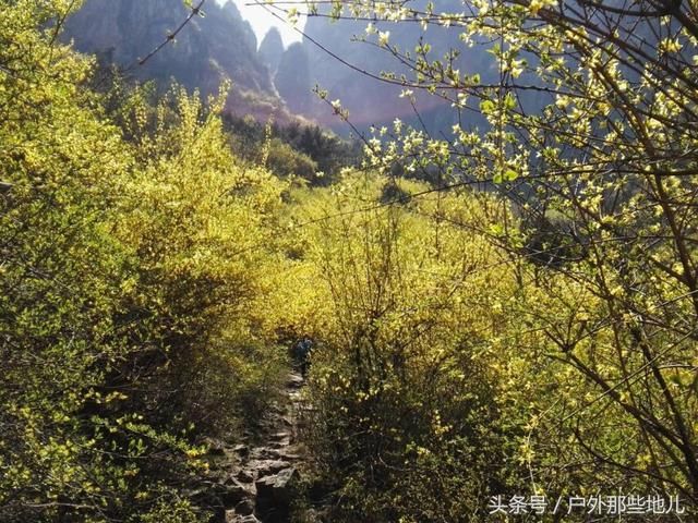 春天的太行山，连翘花儿满山坡，有一种曲径通幽之美