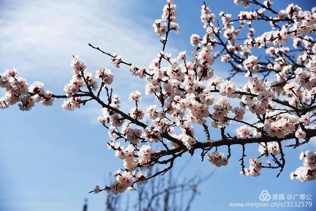 春天来了，一起去留坝太子岭看花吧！