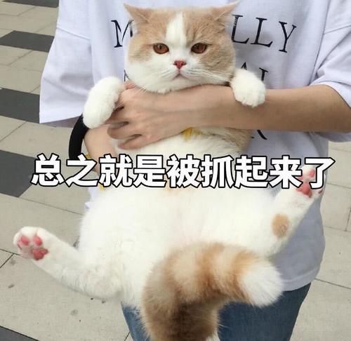 傲娇不好表情:生气了,哄表情的那种起床打lol了搞笑猫咪包图片图片