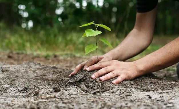 夏天的加拿大全球招聘植树工,每年种植5亿多颗