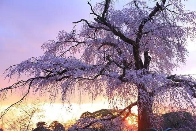 日本樱花季,最是京都樱花细雨浪漫时