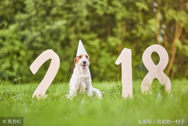 生肖兔踏入2018年戊戌狗年，全年运势稳定性较高！