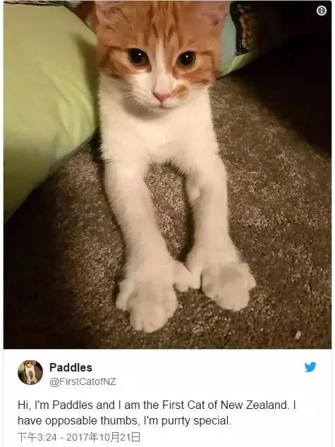 (文摘)从流浪猫到新西兰“第一猫” 这只橘猫用短短一生照亮了世界 - aihua191 - aihua191的 博 客 (文摘)从流浪猫到新西兰“第一猫” 这只橘猫用短短一生照亮了世界 - aihua191 - aihua191的 博 客
